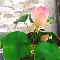 耕三寺・耕三寺博物館の写真・動画_image_144438