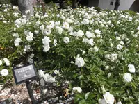 荒牧バラ公園の写真・動画_image_144480