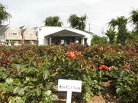 荒牧バラ公園の写真・動画_image_144481