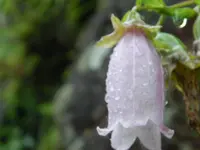 恵那峡さざなみ公園の写真・動画_image_144635
