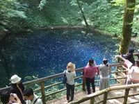 十二湖のブナの写真・動画_image_145022