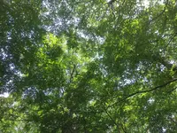 十二湖のブナの写真・動画_image_145024