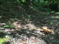 十二湖のブナの写真・動画_image_145026