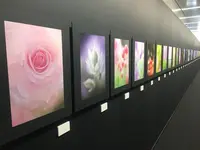 キヤノンサロンSの写真・動画_image_145253