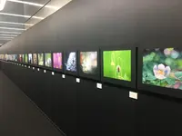 キヤノンサロンSの写真・動画_image_145256