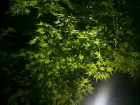 貴船神社の写真・動画_image_145270