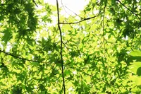 昇仙峡の写真・動画_image_145619