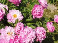 林泉寺の写真・動画_image_145712