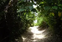 砂山ビーチの写真・動画_image_146096