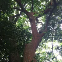 宗像大社中津宮の写真・動画_image_146501