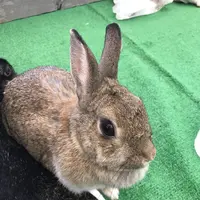 大島公園動物園の写真・動画_image_146577