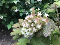 椿花ガーデンの写真・動画_image_146594