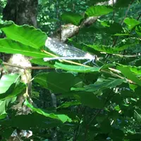 奥入瀬渓流　　の写真・動画_image_146627