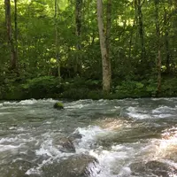 奥入瀬渓流　　の写真・動画_image_146628