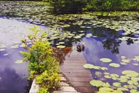 妙高高原（いもり池）の写真・動画_image_146715