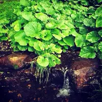 赤倉観光ホテルの写真・動画_image_146722