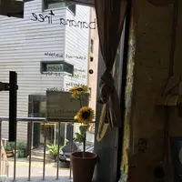 banana treeの写真・動画_image_147180