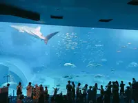 沖縄美ら海水族館の写真・動画_image_147258