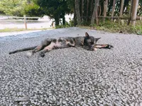 斎場御嶽の写真・動画_image_147260