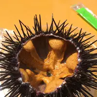 大間崎の写真・動画_image_147287