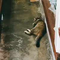 柴又の写真・動画_image_147456