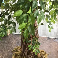 ヒュッテの写真・動画_image_147549