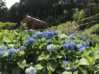 三室戸寺の写真・動画_image_147639