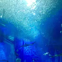 アクアワールド茨城県大洗水族館の写真・動画_image_147833