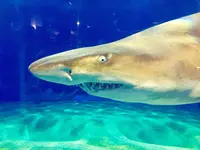 アクアワールド茨城県大洗水族館の写真・動画_image_147864