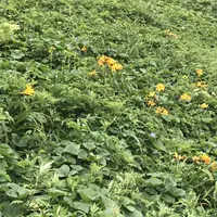 礼文島の写真・動画_image_148268