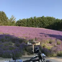 ファーム富田の写真・動画_image_148305