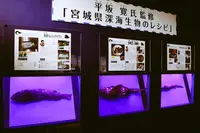 仙台うみの杜水族館の写真・動画_image_148565