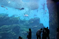 仙台うみの杜水族館の写真・動画_image_148595