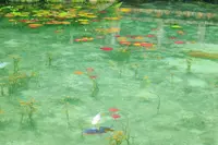 モネの池（名もなき池）の写真・動画_image_148723
