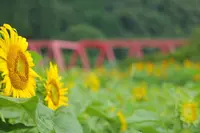 洲原ひまわりの里の写真・動画_image_148725