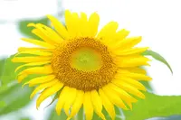 洲原ひまわりの里の写真・動画_image_148726