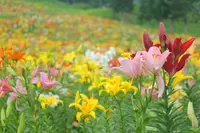 ダイナランドの写真・動画_image_148732