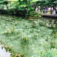 モネの池（名もなき池）の写真・動画_image_148737