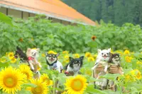 洲原ひまわりの里の写真・動画_image_148738