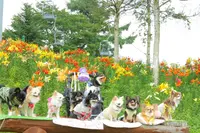 ダイナランドの写真・動画_image_148740