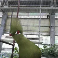 掛川花鳥園の写真・動画_image_148829