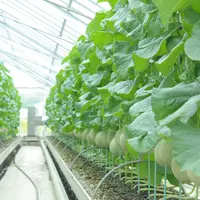 名倉メロン農場の写真・動画_image_149818