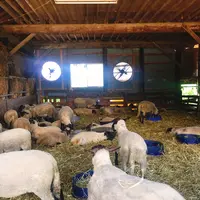 ひつじやの写真・動画_image_149885