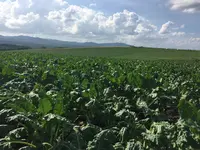 パッチワークの路の写真・動画_image_149941