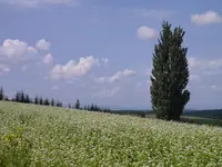 ケンとメリーの木の写真・動画_image_149942
