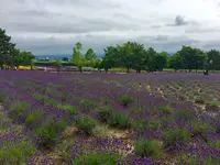 ファーム富田の写真・動画_image_149950