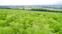 フラワーランドかみふらのの写真・動画_image_149955