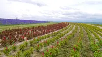 フラワーランドかみふらのの写真・動画_image_149956