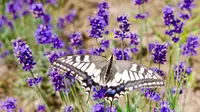 【閉業】彩香の里の写真・動画_image_149959