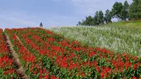 【閉業】彩香の里の写真・動画_image_149961